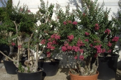 Lagestroemia esemplare 
